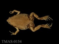 藏品(墨西哥狹口蟾)的圖片